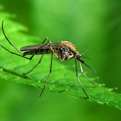 mosquito on a leaf