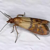 Indian Meal Moths are common Arkansas Pantry Pests