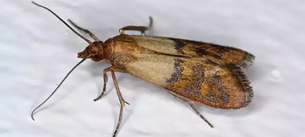 Indian Meal Moths are common Arkansas Pantry Pests