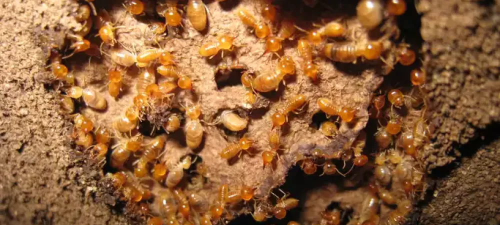 Subterranean termites making their home in Arkansas